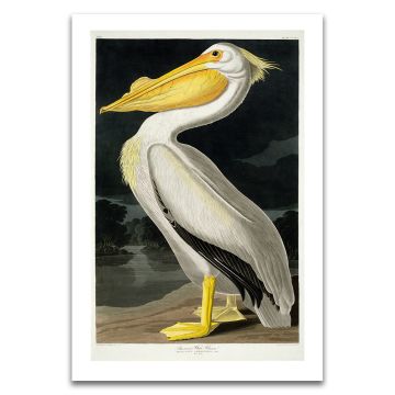 American White Pelican Audubon Unframed Print