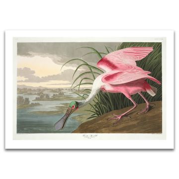 Roseate Spoonbill Audubon Unframed Print