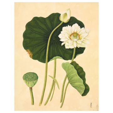 Sacred Lotus Wall Print