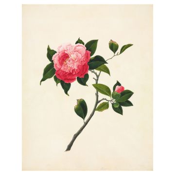 Pink Camellia Wall Print