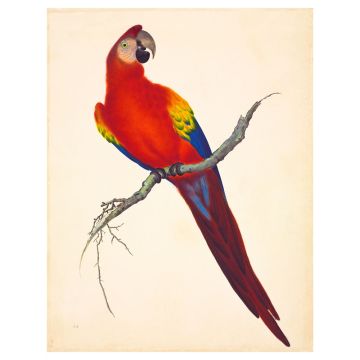 Scarlet Macaw Wall Print