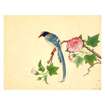 Red-billed Blue Magpie Wall Print