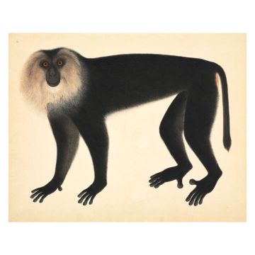 Lion-haired Macaque Wall Print