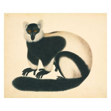 Ruffed Lemur Wall Print