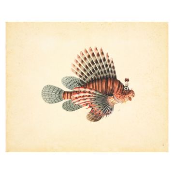 Red Lionfish Wall Print