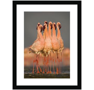 Flamingo Dance Wall Print