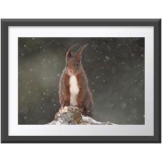 Under the Snow Wall Print 