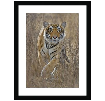 Tiger Stalking Wall Print