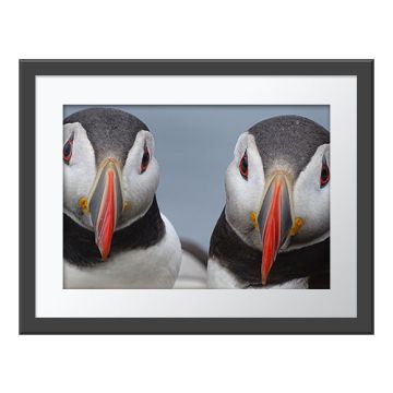 Paired-up Puffins Wall Print