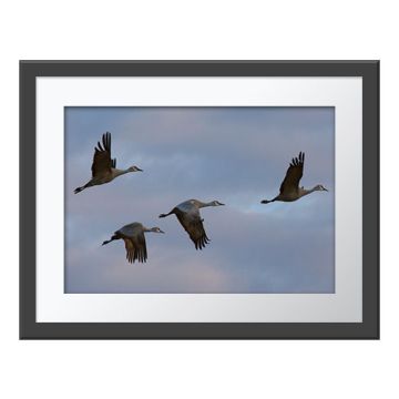 Cranes Up and Away Wall Print