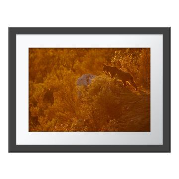Lynx Lookout Wall Print