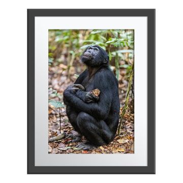 The Bonobo and the Mongoose Wall Print