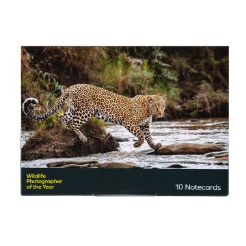 Big Cats Notecard Set Wildlife Photographer of the Year 59 front cover