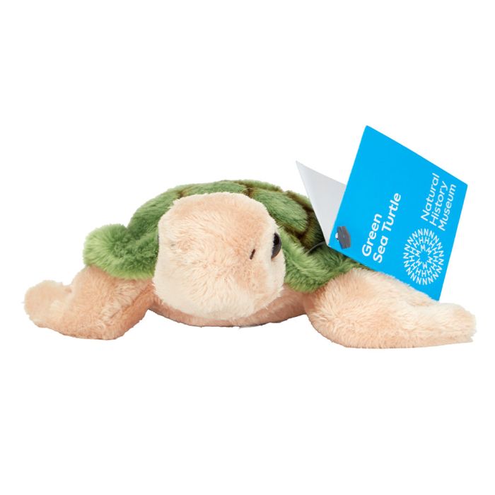Front on view of the Small Green Sea Turtle Soft Toy showing its label.