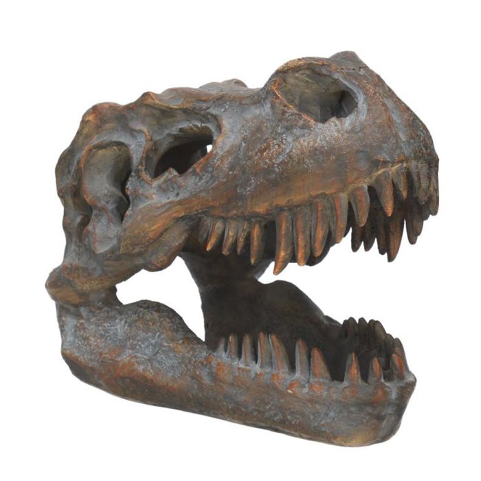 The T. rex Small Replica Skull shown at an angle so you can see its front and size.