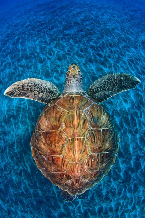 Turtle Gem Wall Print main product photo
