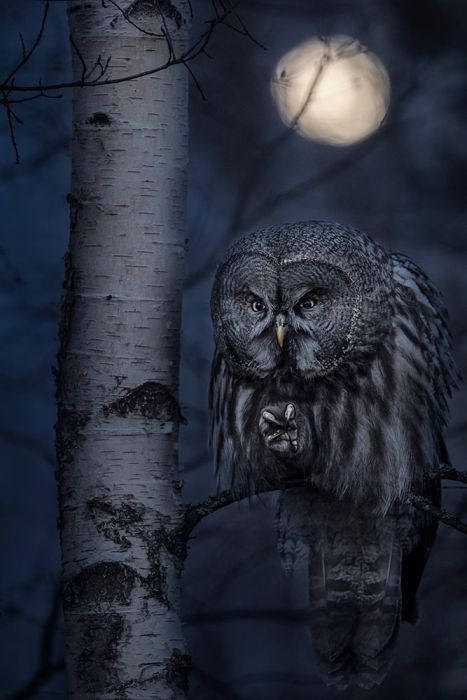 Night Hunter Wall Print main product photo