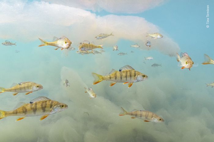 Underwater Wonderland Wall Print main product photo