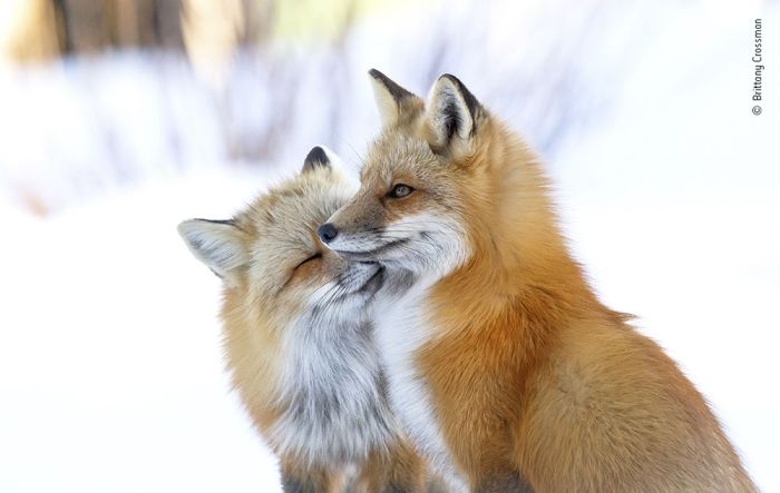 Fox Affection Wall Print main product photo