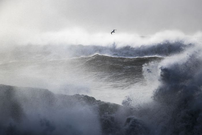 Storm Gull Wall Print main product photo