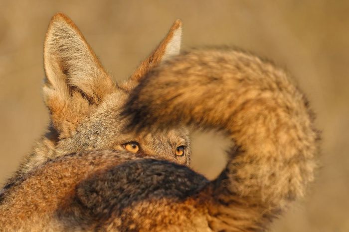 A Tale of Two Coyotes Wall Print main product photo