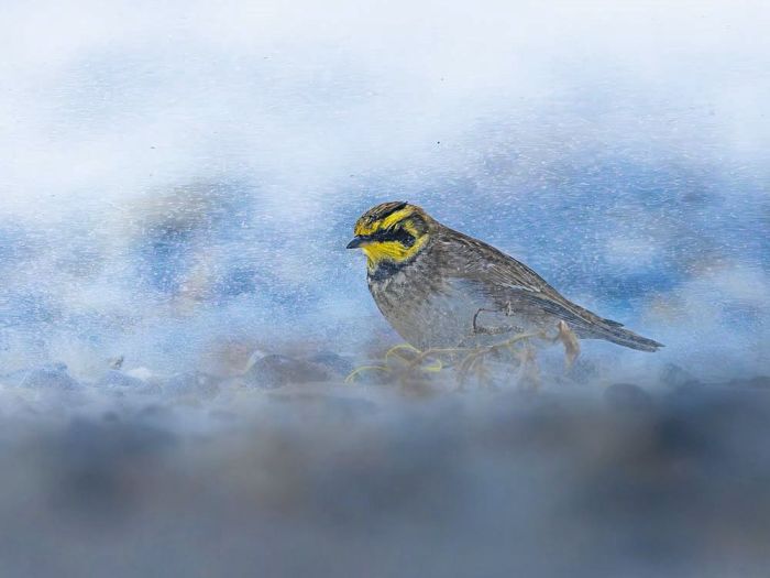 Sand-Swept Lark Wall Print main product photo