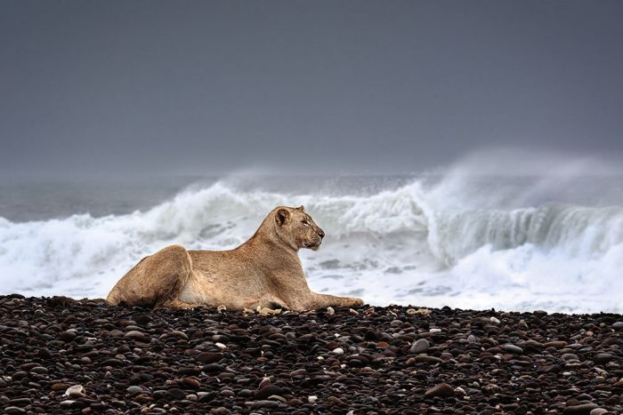 Ocean Lion Wall Print main product photo