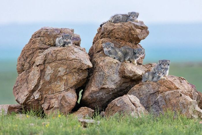Kitten Rock Wall Print main product photo