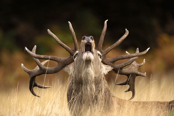 Rutting Call Wall Print main product photo