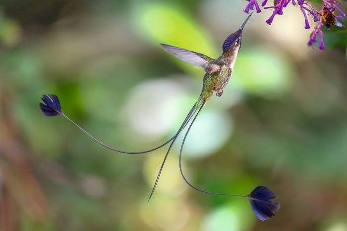 Marvellous Spatuletail Wall Print main product photo