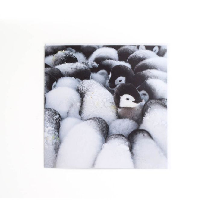 Fluff Formation Christmas Card Pack: Wildlife Photographer of the Year main product photo