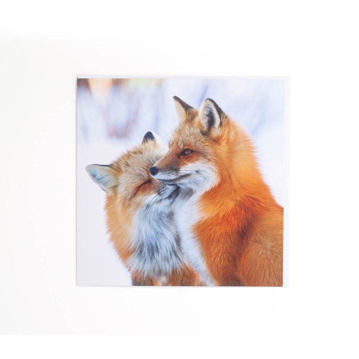 Fox Affection Christmas Card Pack: Wildlife Photographer of the Year main product photo