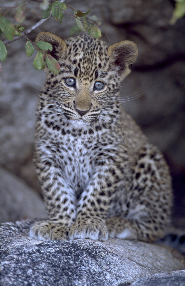 Leopard cub wall print