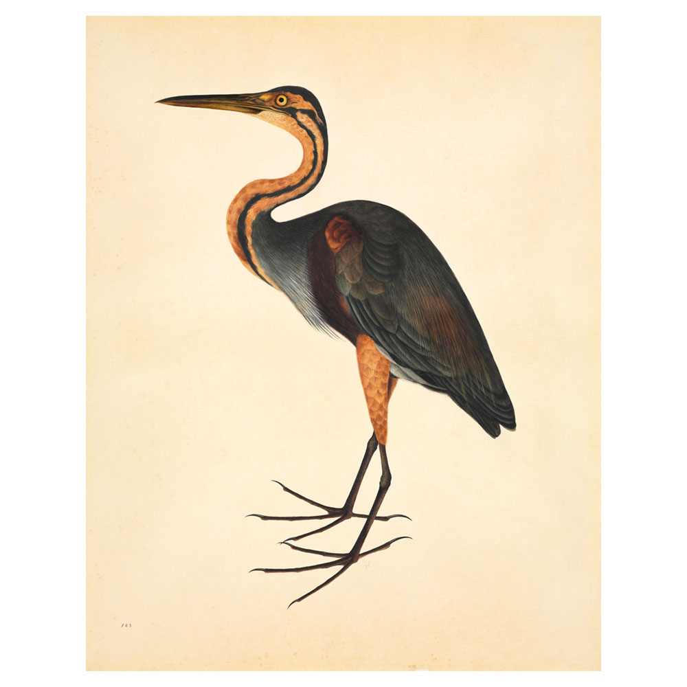 Purple Heron Wall Print