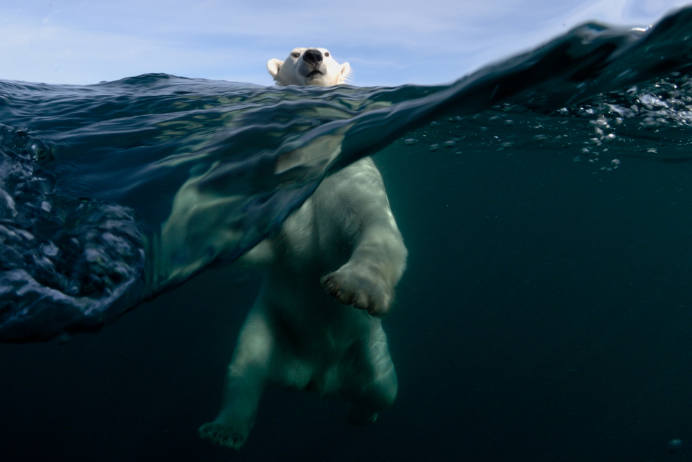 Polar Power Wall Print
