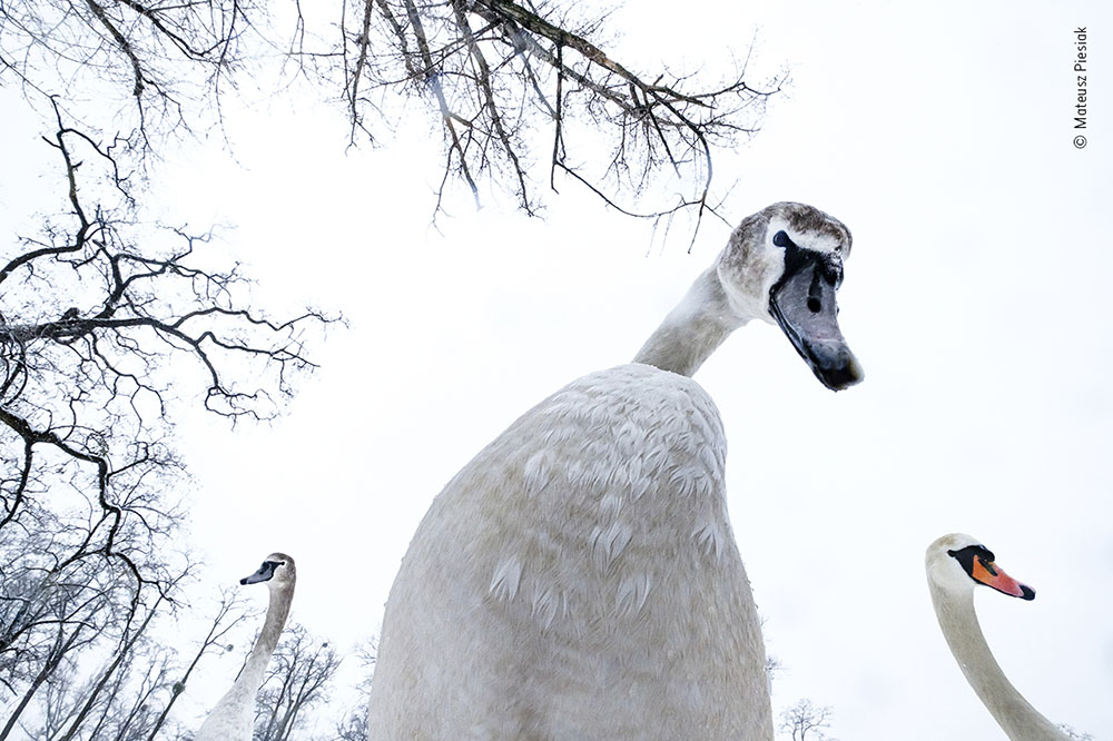 A Swan’s Perspective Wall Print