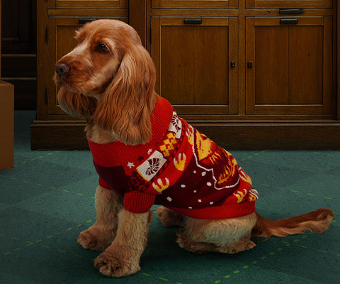  Lemon, our cocker spaniel model, sits while wearing our Christmas jumper for dogs.