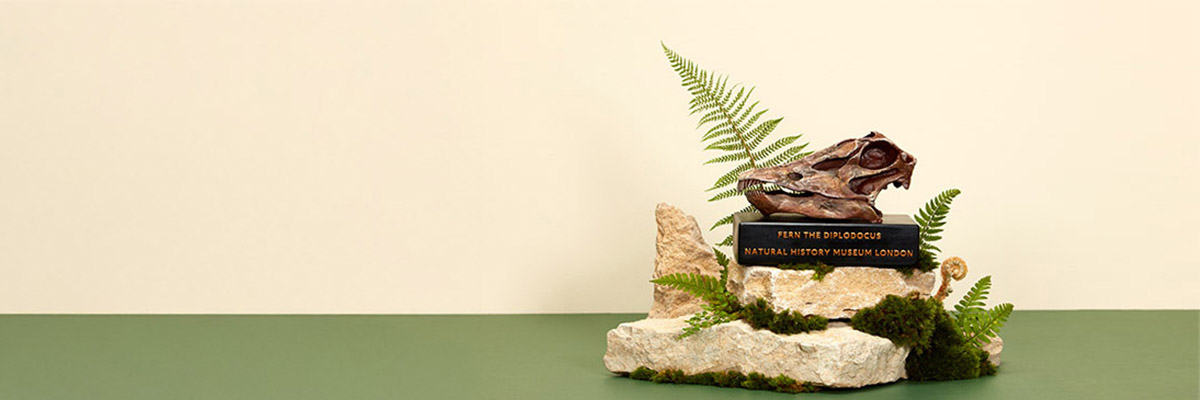 The souvenir skull of Fern the Diplodocus on its plinth is placed on top of a stack of rocks, styled with ferns. The background is cream and the surface the rocks are on is green.