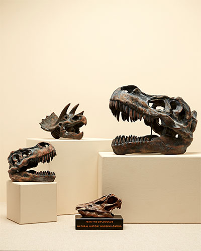Three of the four replica dinosaur skulls are shown on plinths against a cream background. The Diplodocus one is on the floor.