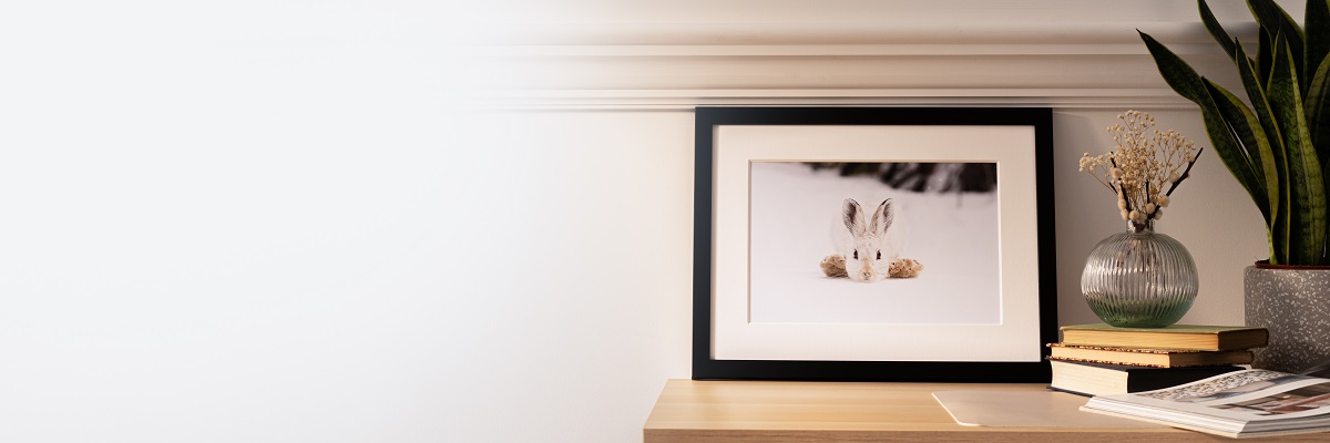 A black-framed landscape photograph of a white snowshoe hare crouching down on its front paws, facing the camera and surrounded by snow.