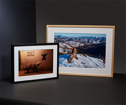 Two landscape, framed, colour photos stand on a black table against a black backdrop. The image on the left is of a badger looking at a graffiti badger on a wall. The image on the left is of a lynx stretching on a snow-capped mountain top.