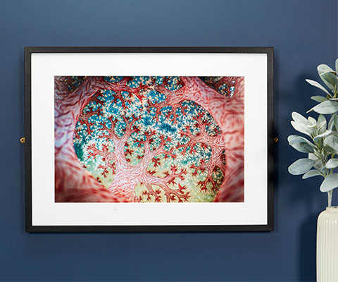 A framed, colour photograph hangs on a wall. The photo is of coral, but it looks like a forest canopy. 
