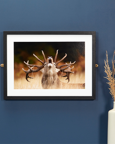 A framed photograph of a stag raising its head backwards so that its antlers arch around its head.