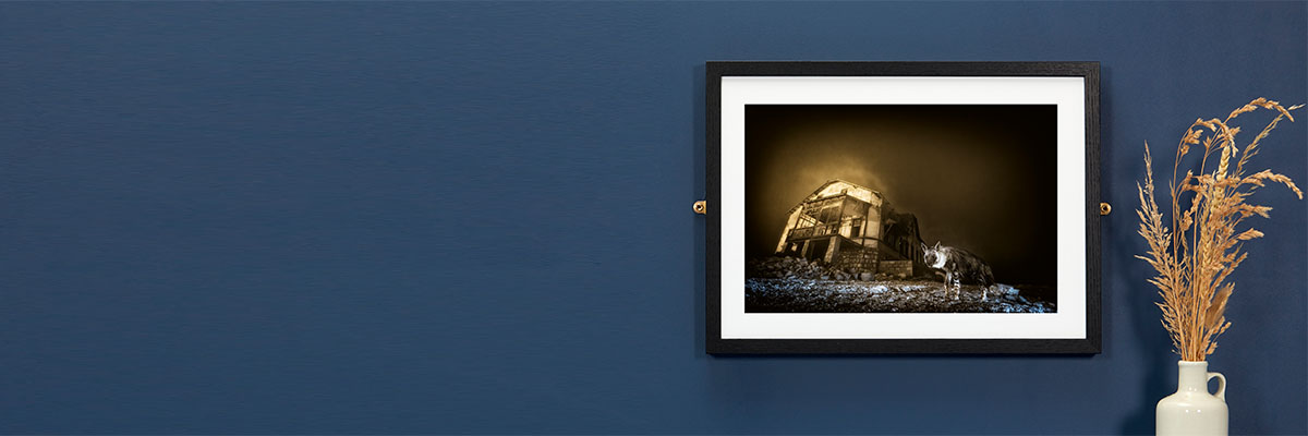 A framed print of a brown hyena next to a derelict building is mounted on a blue wall.