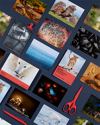 Postcards of images from the Wildlife Photographer of the Year competition are laid flat on a blue background.