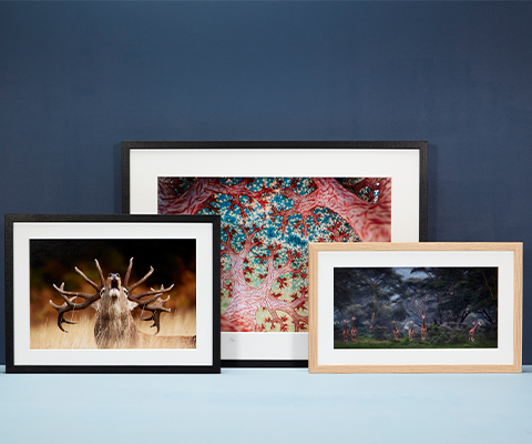 Three framed wildlife prints displayed against a blue wall.