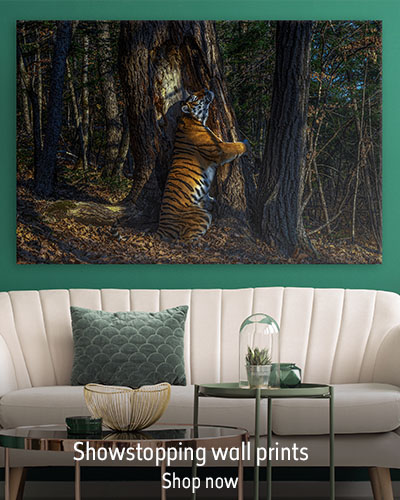 A wall print featuring a Tiger hugging a tree sits on a green wall above a cream sofa with. The text reads 'Showstopping wall prints. Shop now'.
